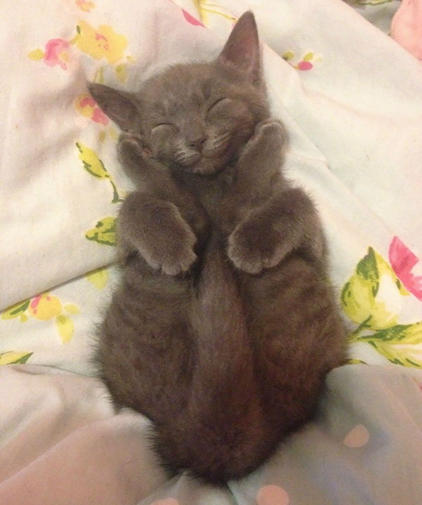 gatitos-adorables (20)