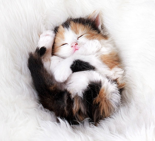 gatitos-adorables (3)