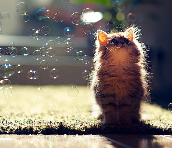 gatitos-adorables (5)