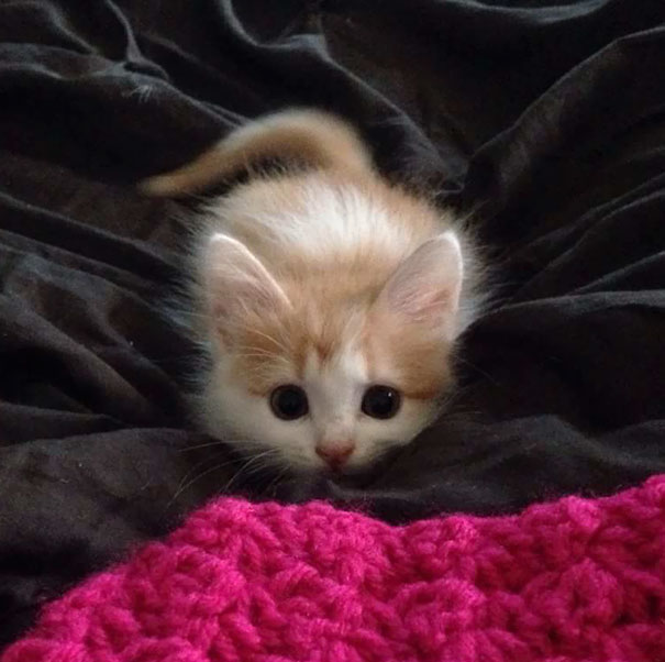 gatitos-adorables (6)
