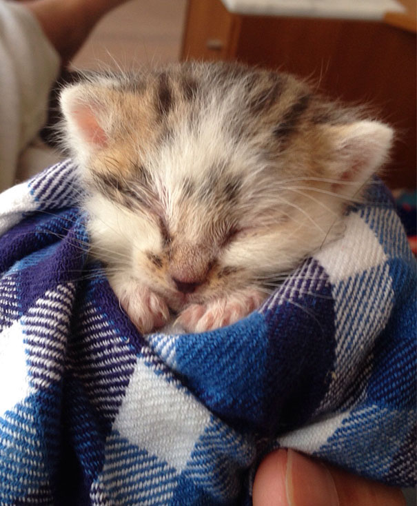 gatitos-adorables (7)