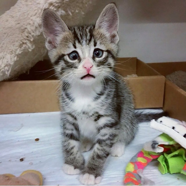 gatitos-adorables (9)