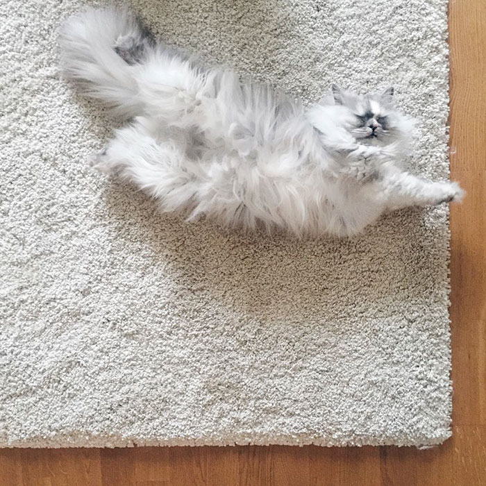 gato-alice-adoptado-pelaje-veteado (1)