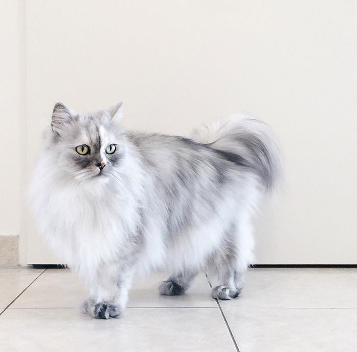 gato-alice-adoptado-pelaje-veteado (10)