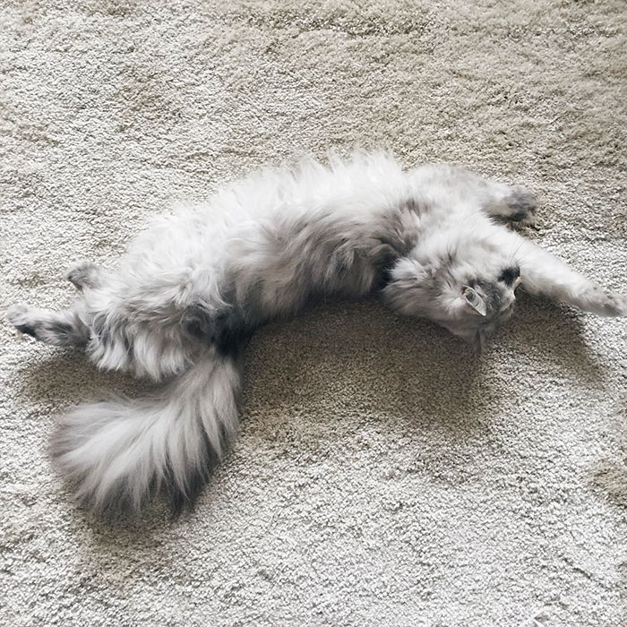 gato-alice-adoptado-pelaje-veteado (11)