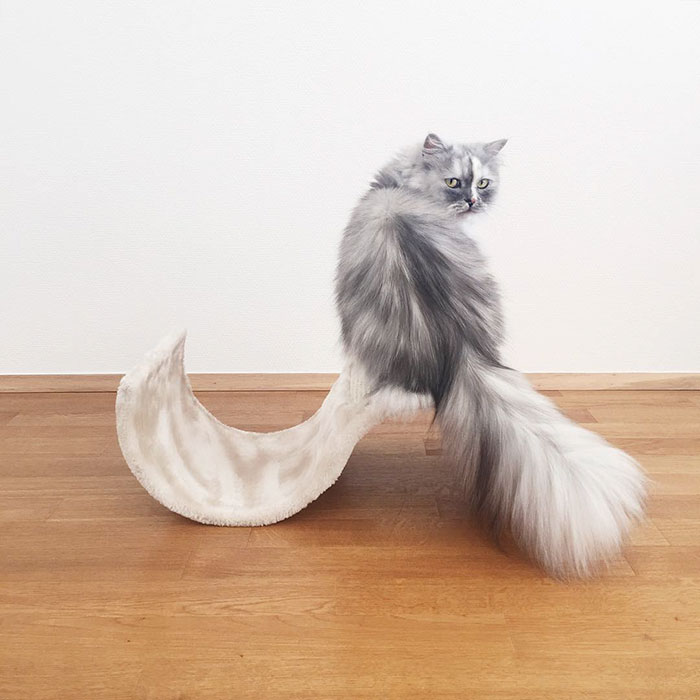 gato-alice-adoptado-pelaje-veteado (12)