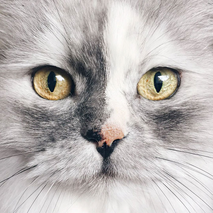 gato-alice-adoptado-pelaje-veteado (13)