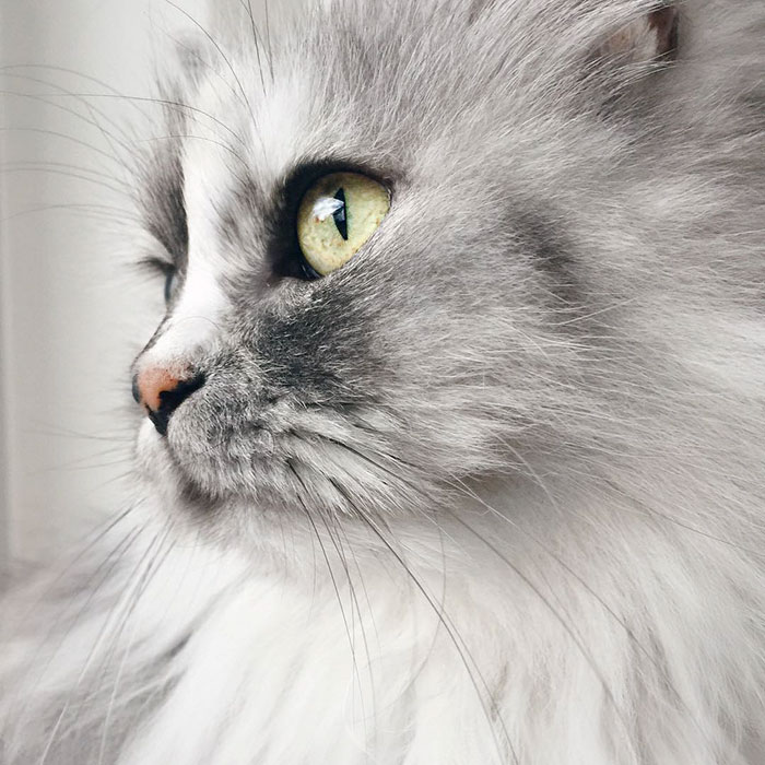gato-alice-adoptado-pelaje-veteado (3)