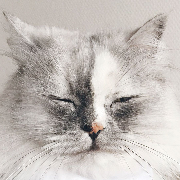 gato-alice-adoptado-pelaje-veteado (4)