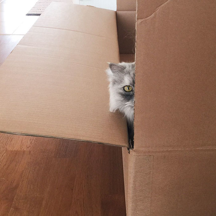 gato-alice-adoptado-pelaje-veteado (5)