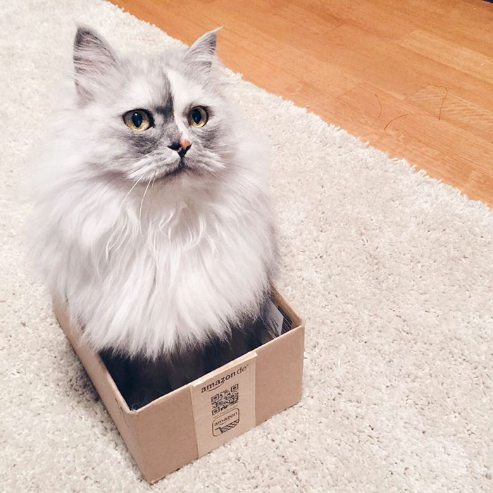 gato-alice-adoptado-pelaje-veteado (7)