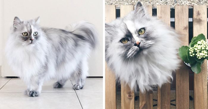 Esta es Alice, una gata adoptada con el más bello pelaje veteado