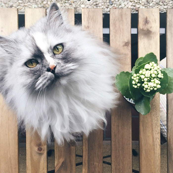 gato-alice-adoptado-pelaje-veteado-portada