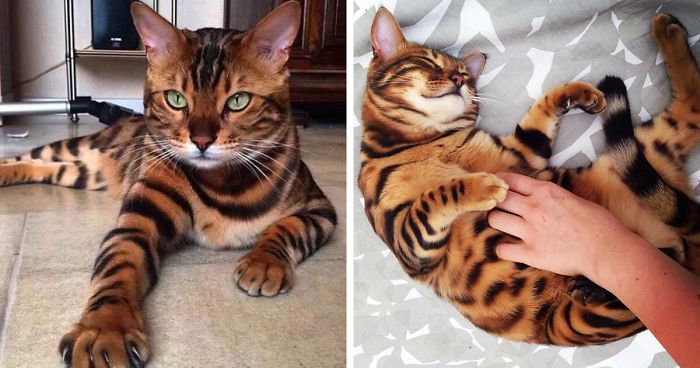 Este es Thor, un gato de Bengala con el más bello pelaje atigrado