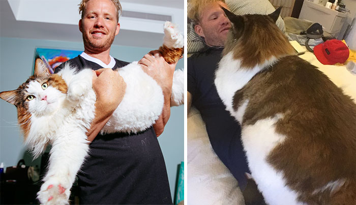 El gato más grande de Nueva York pesa casi 13 kilos y es más grande que un lince nortemericano