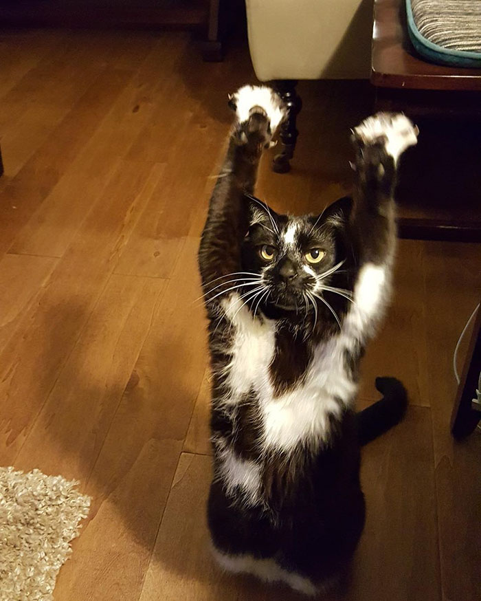 gato-manos-arriba-keys (3)