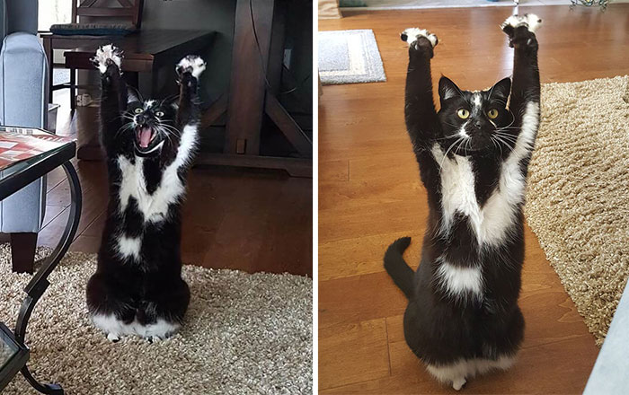 Este gato siempre se pone en posición «manos arriba» y nadie sabe por qué