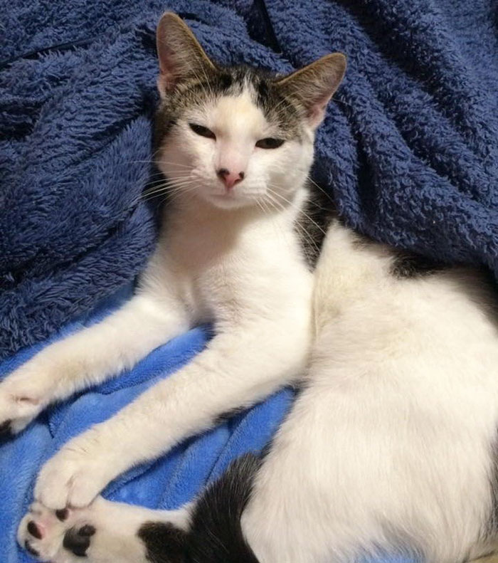 gato-rescatado-agradecido-henry (2)