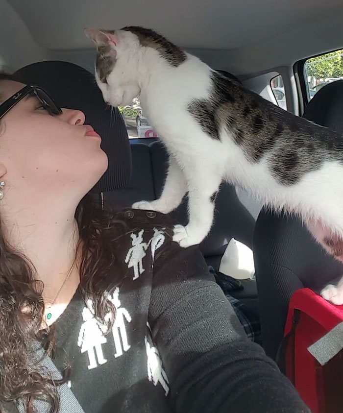 gato-rescatado-agradecido-henry (3)
