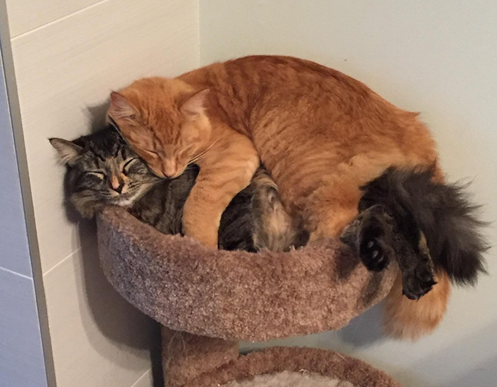 gatos-dormidos-juntos-cama-pequena-lili-renley (3)