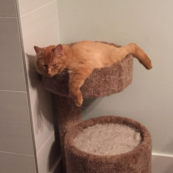 gatos-dormidos-juntos-cama-pequena-lili-renley (9)