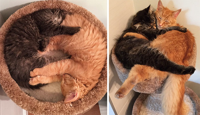 Estos gatos inseparables siguen durmiendo juntos a pesar de ser ya más grandes que su cama