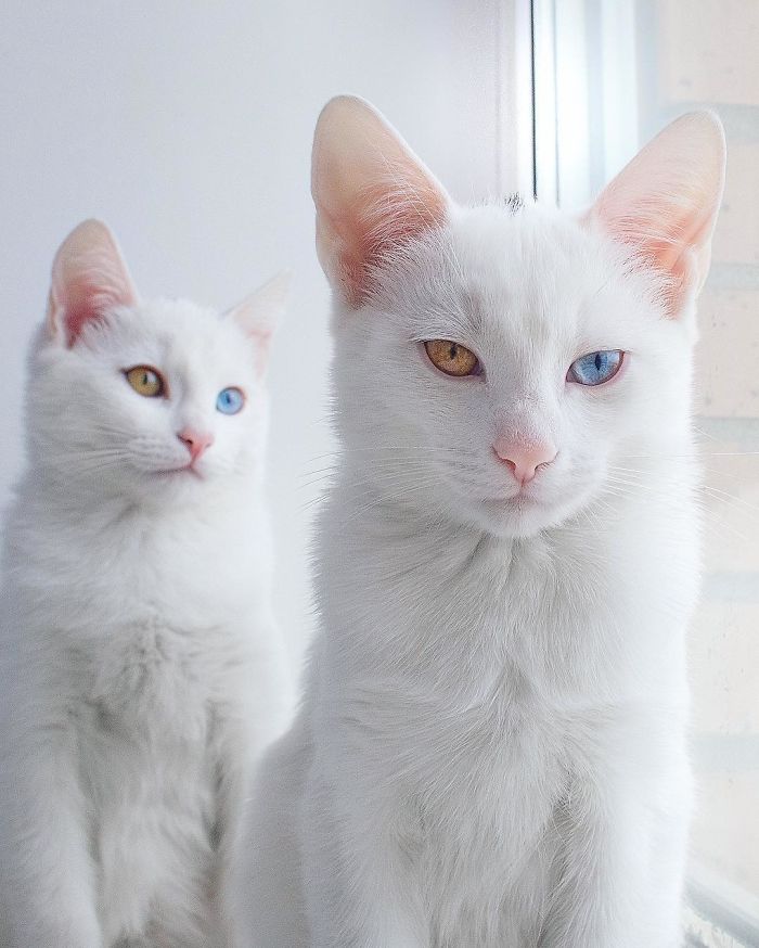 gatos-gemelos-ojos-heterocromaticos-iriss-abyss (1)