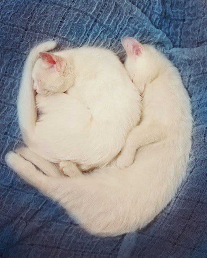 gatos-gemelos-ojos-heterocromaticos-iriss-abyss (12)