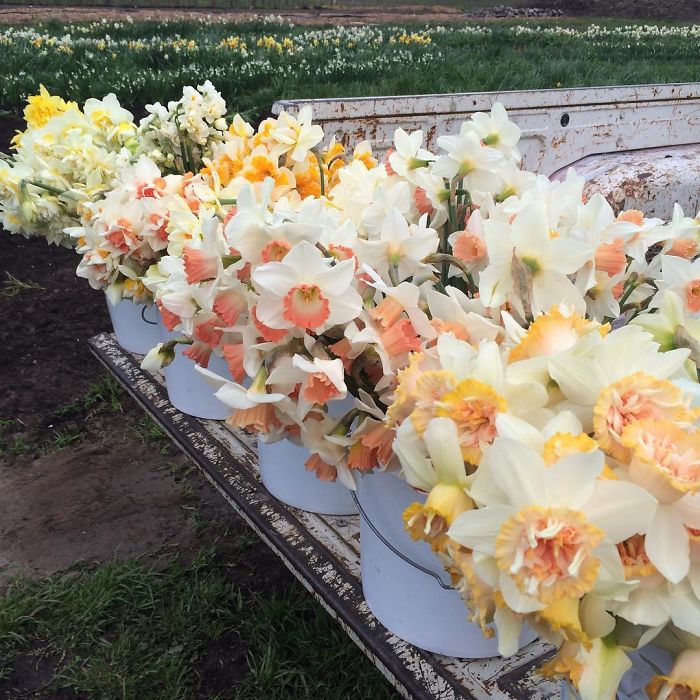 instagram-flores-floret-flowers-erin-benzakein (10)