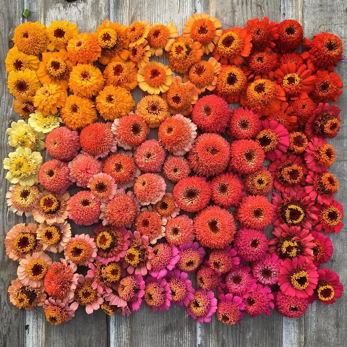 instagram-flores-floret-flowers-erin-benzakein (4)