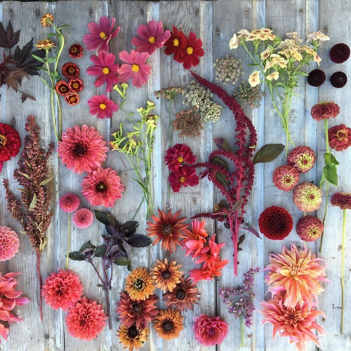 instagram-flores-floret-flowers-erin-benzakein (6)