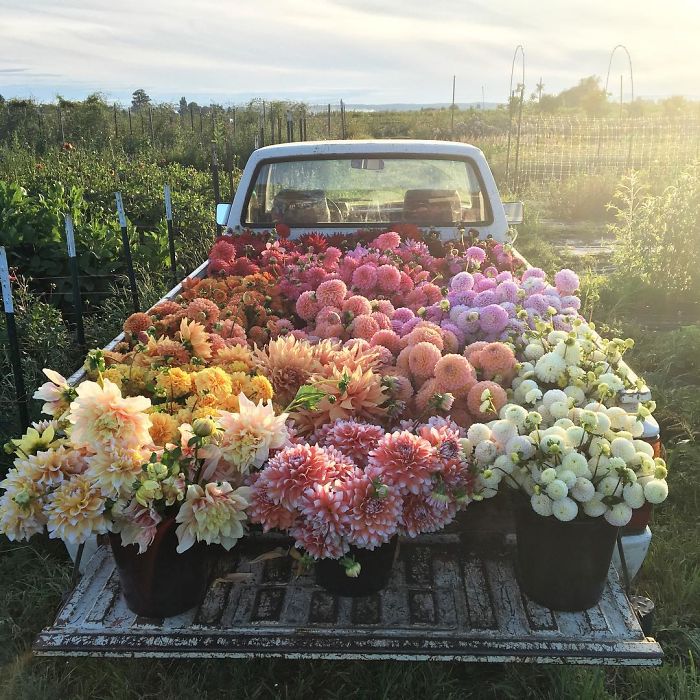 instagram-flores-floret-flowers-erin-benzakein-portada