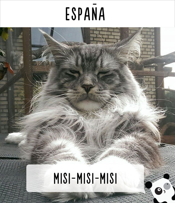 llamar-gatos-distintos-paises-1