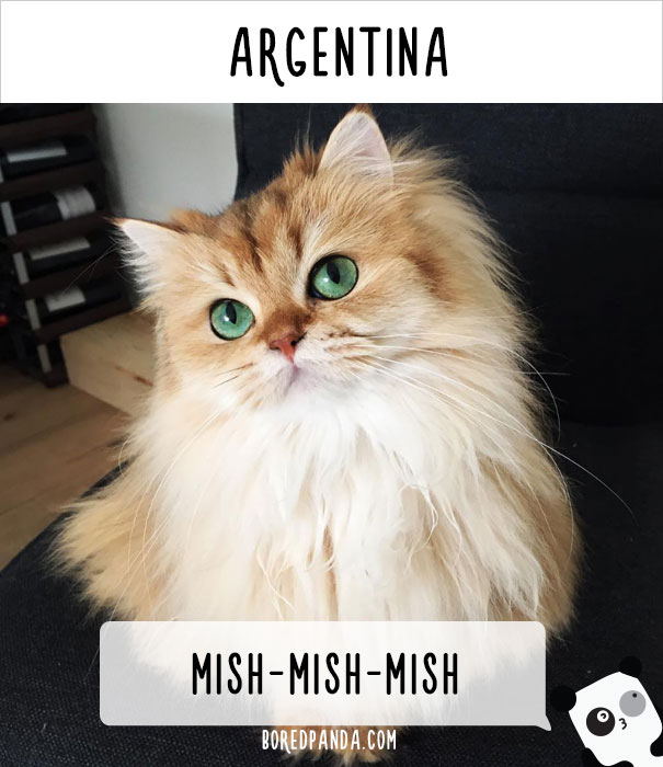 llamar-gatos-distintos-paises-10