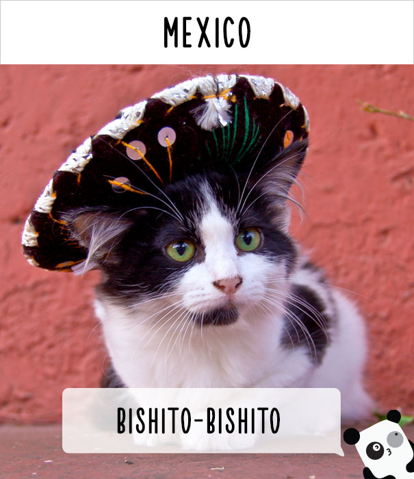 llamar-gatos-distintos-paises-12