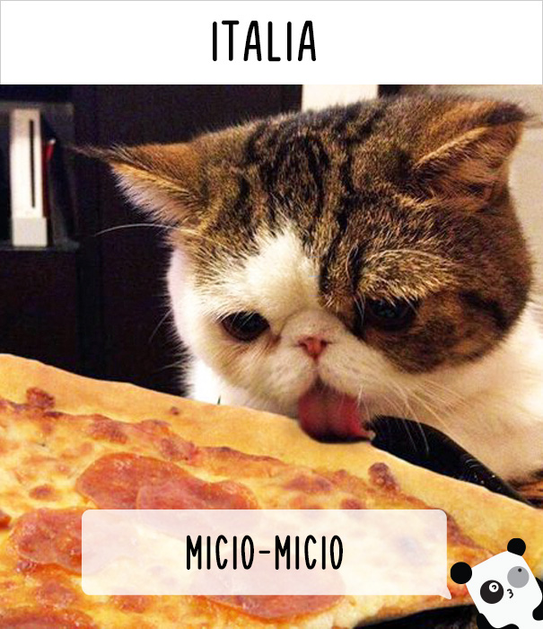 llamar-gatos-distintos-paises-14