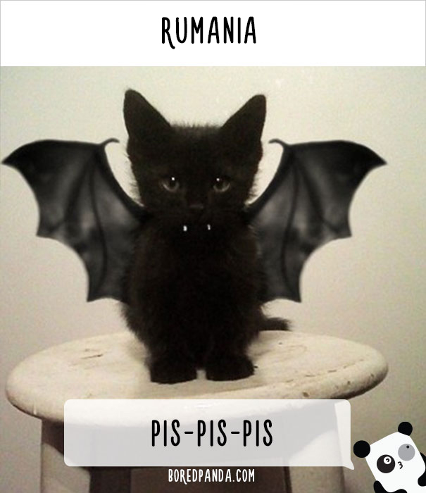 llamar-gatos-distintos-paises-2