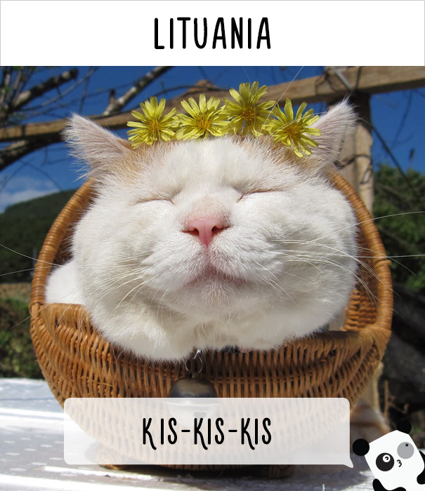 llamar-gatos-distintos-paises-3
