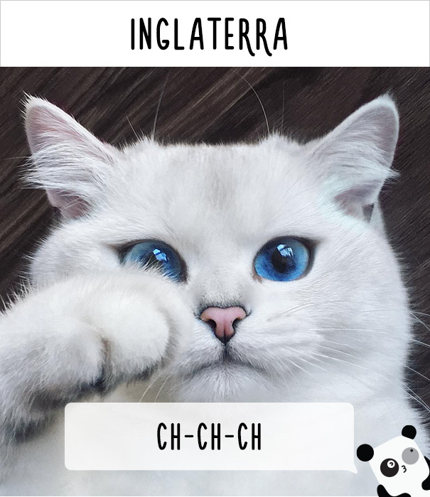 llamar-gatos-distintos-paises-7