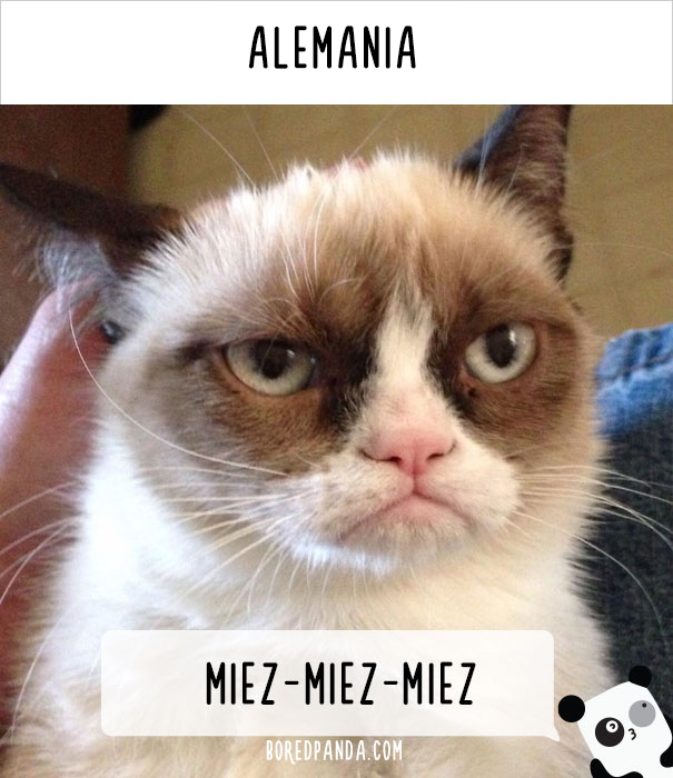 llamar-gatos-distintos-paises-8