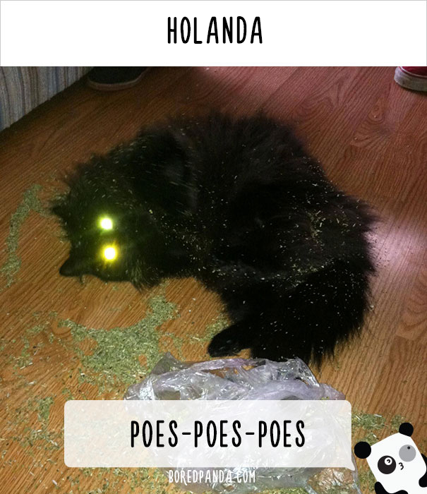 llamar-gatos-distintos-paises-9