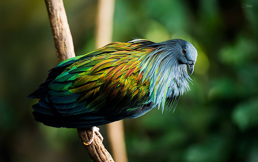 paloma-nicobar-especie-cercana-dodo (2)