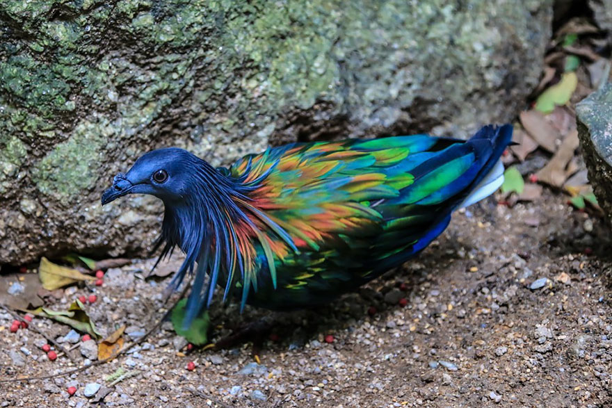 paloma-nicobar-especie-cercana-dodo (3)