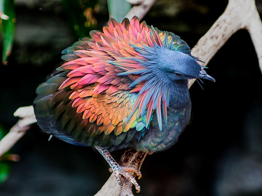 paloma-nicobar-especie-cercana-dodo (4)