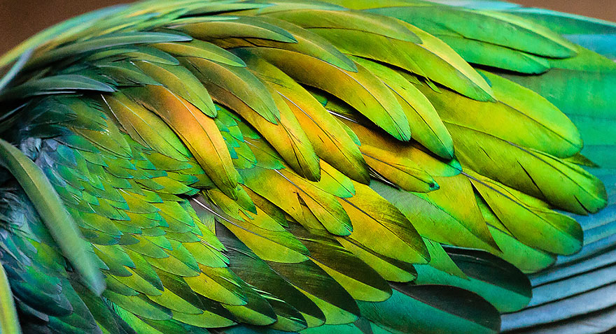 paloma-nicobar-especie-cercana-dodo (6)