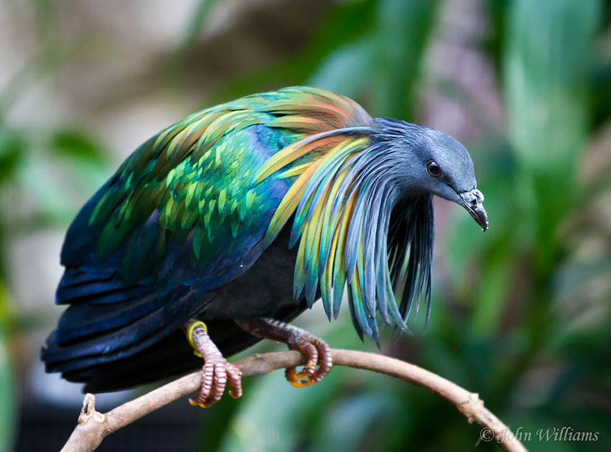 paloma-nicobar-especie-cercana-dodo (7)