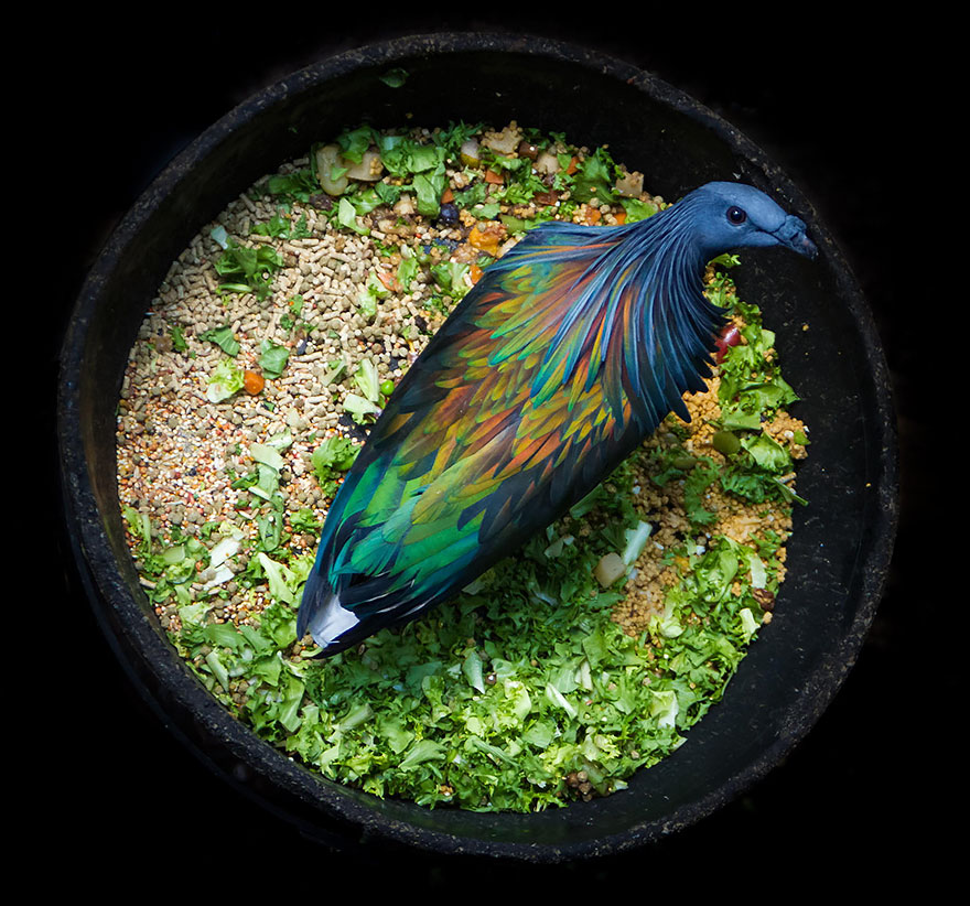 paloma-nicobar-especie-cercana-dodo (8)