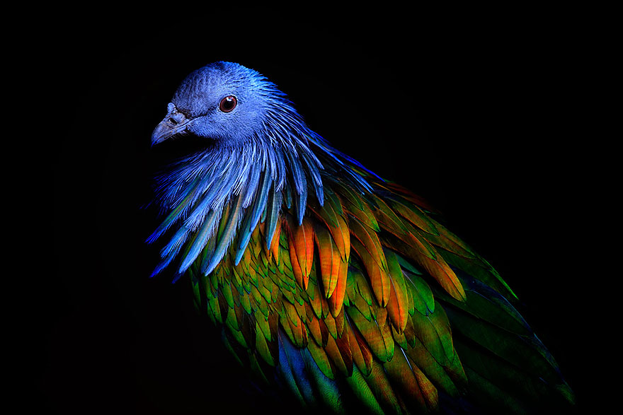 paloma-nicobar-especie-cercana-dodo (9)