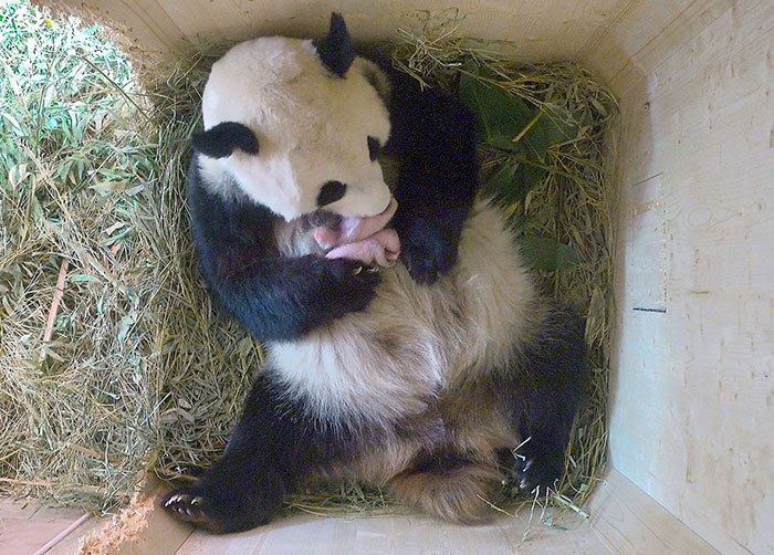 panda-gigante-yangyang-oseznos-gemelos-zoo-schonbrunn-austria (1)