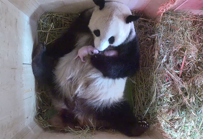 panda-gigante-yangyang-oseznos-gemelos-zoo-schonbrunn-austria (2)